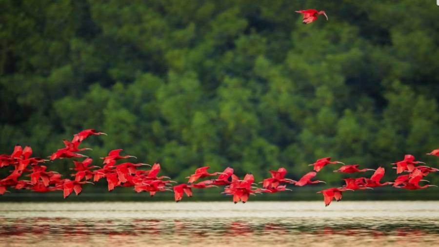Rote Scharlachsichler über den Mangroven im Delta do Parnaíba